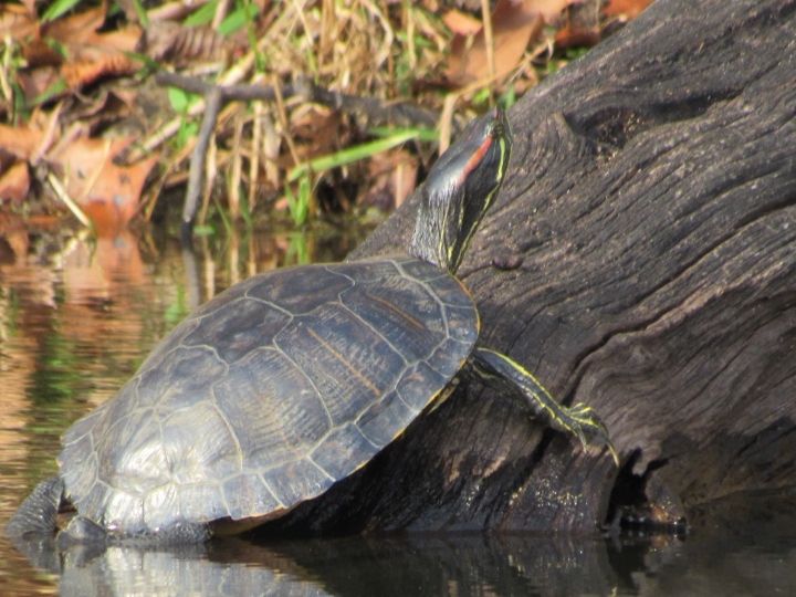 Red-ear Slider